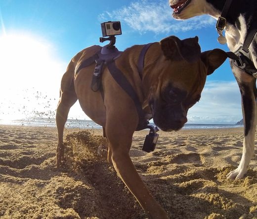 GOPRO Fetch (Dog harness)